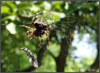 /album/fauna-na-chalupe-/pavucik-2-jpg1/